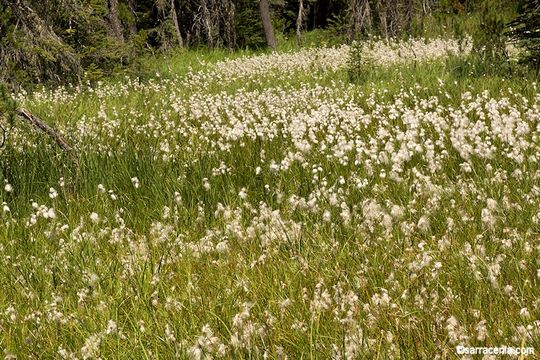 Eriophorum viridicarinatum (Engelm.) Fernald的圖片