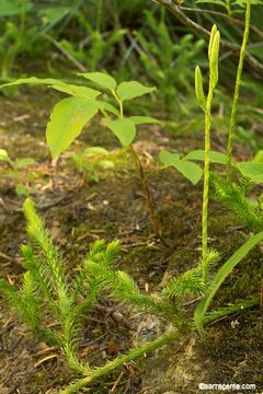 Слика од Lycopodium clavatum L.