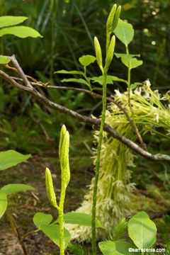 Image of Stag's-horn Clubmoss