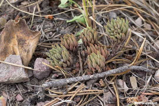 صورة Sedum stenopetalum Pursh