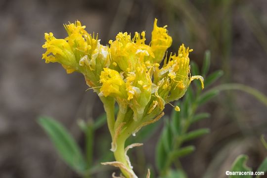 Слика од Sedum stenopetalum Pursh