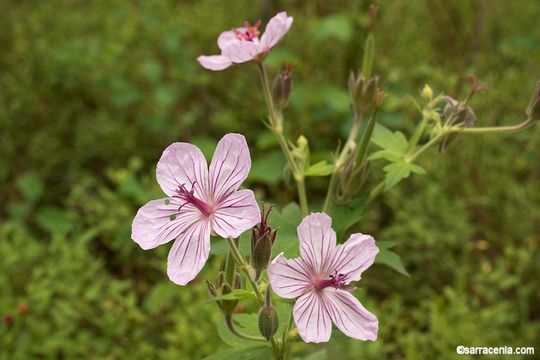 Image of sticky purple geranium