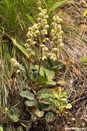 Image of whiteveined wintergreen