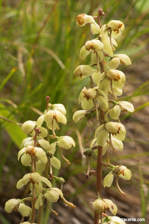 Image of whiteveined wintergreen