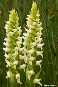 Image of hooded lady's tresses