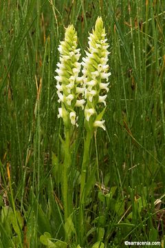 Image of hooded lady's tresses