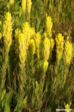 Image of Cusick's Indian paintbrush