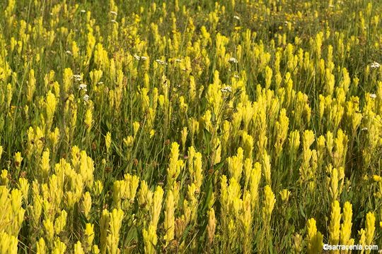 Image of Cusick's Indian paintbrush