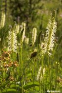 Image of Canadian burnet