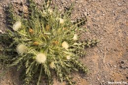 Image of Cirsium scariosum var. americanum (A. Gray) D. J. Keil