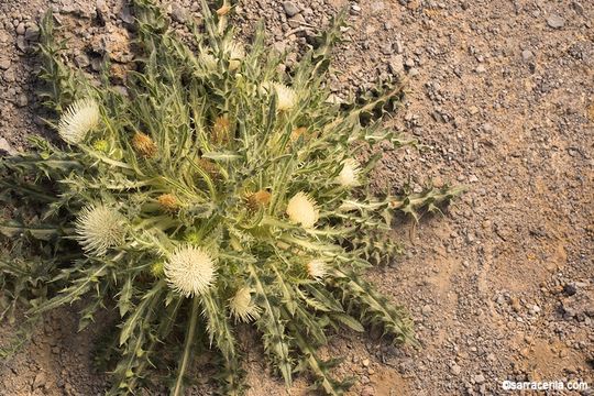 Plancia ëd Cirsium scariosum var. americanum (A. Gray) D. J. Keil