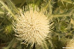 Image of Cirsium scariosum var. americanum (A. Gray) D. J. Keil