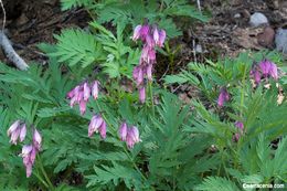 Image of Pacific bleeding heart