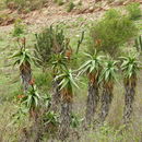 Aloe volkensii Engl. resmi