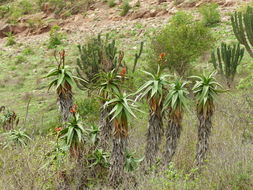 Image of Aloe volkensii Engl.