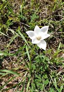 Image of Evening Rain-Lily