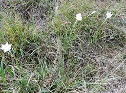 Imagem de Zephyranthes chlorosolen (Herb.) D. Dietr.