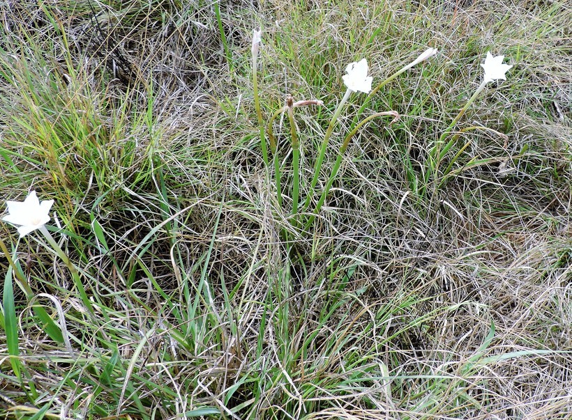 Image of Evening Rain-Lily