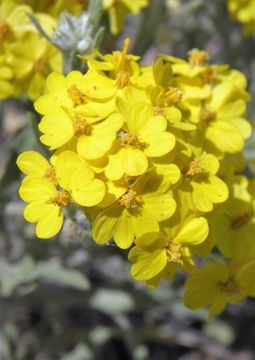 Image of woolly paperflower