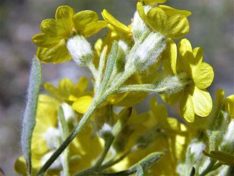 Image of woolly paperflower