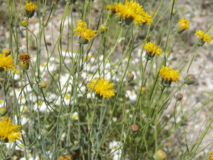 Image of Hopi tea greenthread