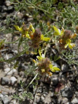 Image of dwarf prairie clover