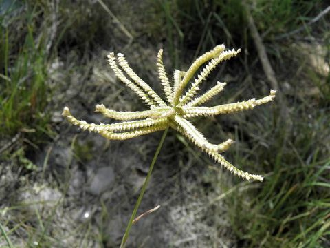 Plancia ëd Chloris cucullata Bisch.