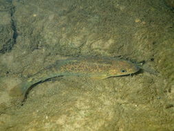 Image of Mediterranean Barbel