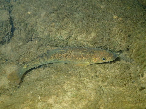 Image of Mediterranean Barbel