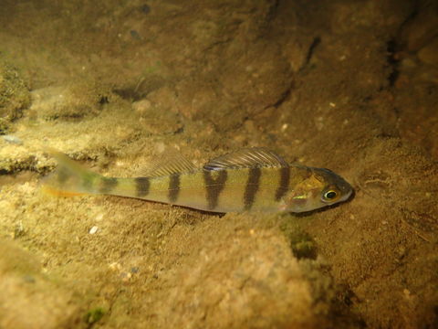 Image of Perch