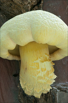 Image of Buchwaldoboletus lignicola (Kallenb.) Pilát 1969