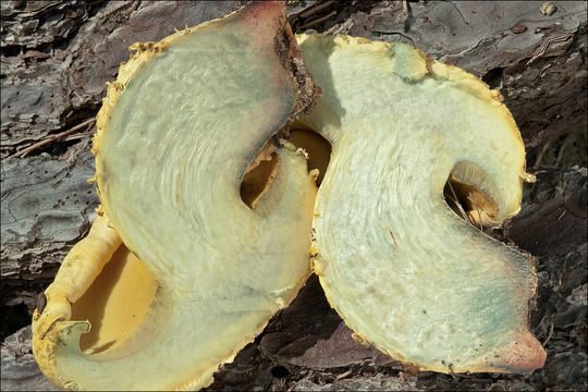 Image of Buchwaldoboletus lignicola (Kallenb.) Pilát 1969