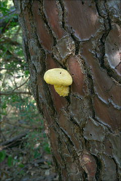 Image of Buchwaldoboletus lignicola (Kallenb.) Pilát 1969