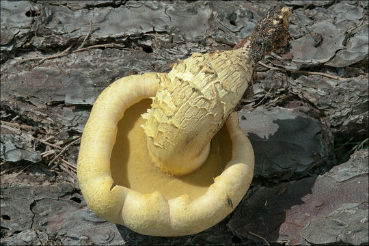 Image of Buchwaldoboletus lignicola (Kallenb.) Pilát 1969