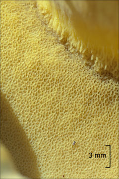 Image of Buchwaldoboletus lignicola (Kallenb.) Pilát 1969