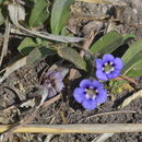 Image of Carpet flower