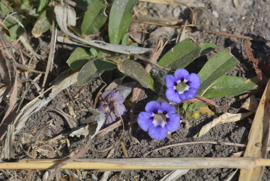 Image of Carpet flower