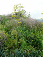 Image of Giant Fennel