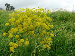 Ferula communis L. resmi