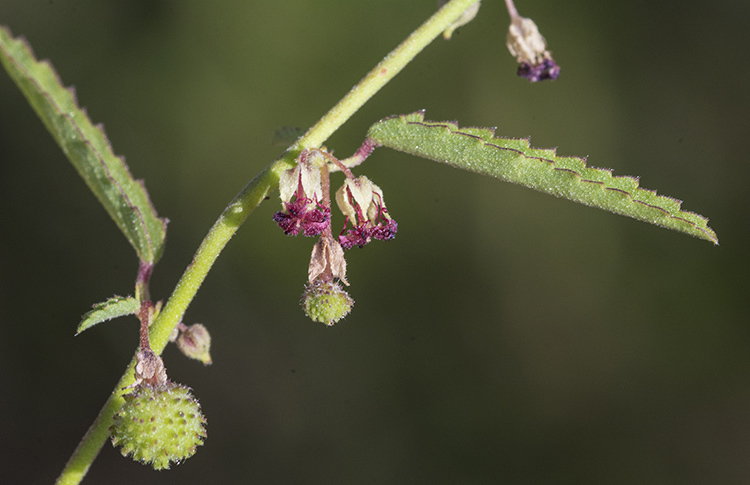 Image of Trans-Pecos ayenia