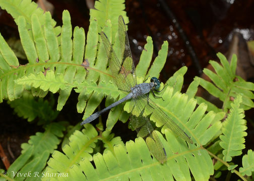 Image of Hylaeothemis indica Fraser 1946