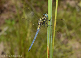 Image of Orthetrum luzonicum (Brauer 1868)