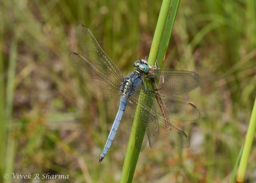 Image of Orthetrum luzonicum (Brauer 1868)