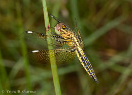 Imagem de Palpopleura sexmaculata (Fabricius 1787)