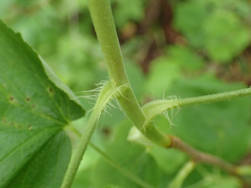 Imagem de Ribes sanguineum Pursh