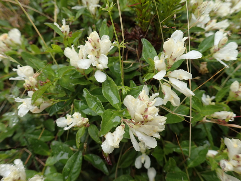 Image of <i>Polygala californica</i>