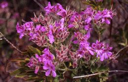 Слика од Pelargonium cucullatum (L.) L'Her.