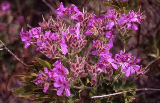 Image de Pelargonium cucullatum (L.) L'Her.