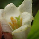 Image of largeflower fairybells