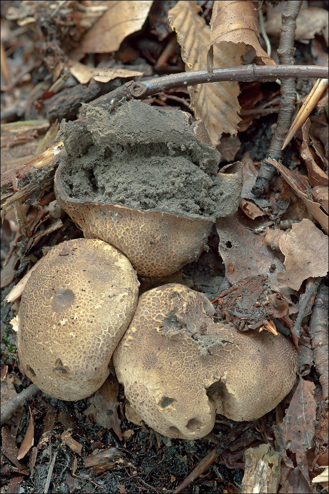 Image of Scleroderma areolatum Ehrenb. 1818